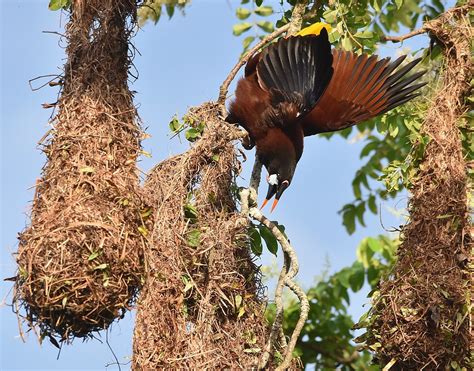 Montezuma Oropendola Psarocolius Montezuma With Nests D Flickr