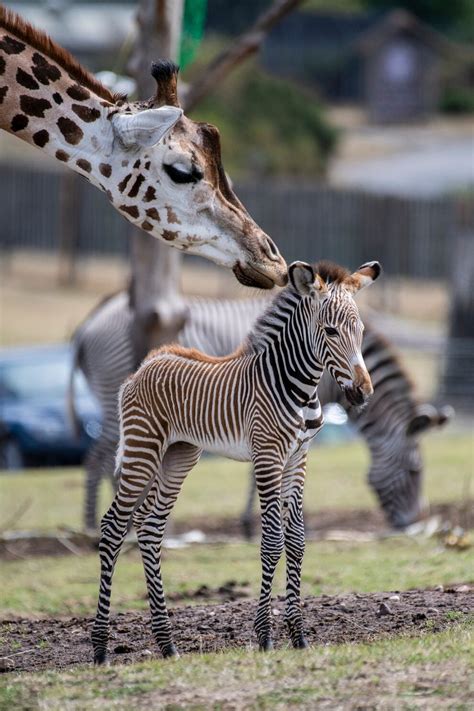 Second Baby Grévys Zebra Born At West Midlands Safari Park Express