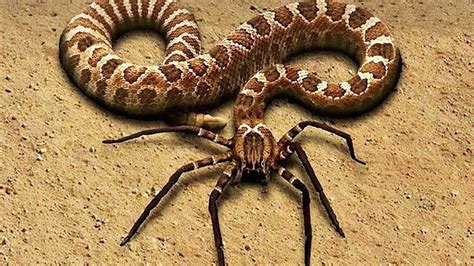 10 Rarest Snakes In The World Youtube Weird Animals Scary Animals Photoshopped Animals