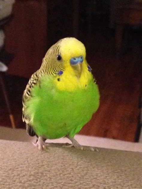 Beak Is The Best On Twitter Budgies Bird Pet Birds Budgies