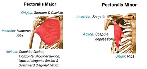 The chest muscles are made up of the pectoralis major and, underneath that, the pectoralis minor.﻿﻿ together they are often referred to as the pecs. the pectoralis major is the larger muscle and has. 5 Stretches for Tight Chest Muscles - InSync Physiotherapy