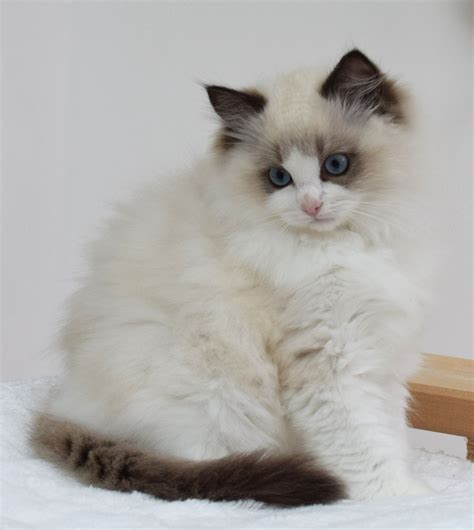 Best Photos And Pictures Ideas About Birman Cat And Kitten Most