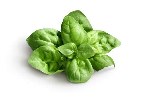 At the very beginning, white patches show on the leaves edge. Basil leaves. Over white background #Sponsored , # ...