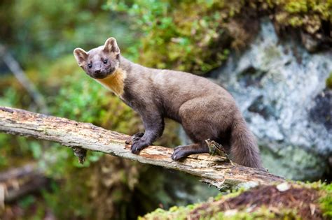 Pine Martens Spotted In Two Welsh Woodlands For The First Time