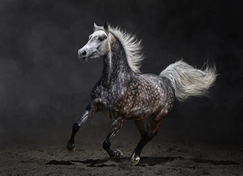 Beautiful Wild Horse Horses Photography Internet Vibes