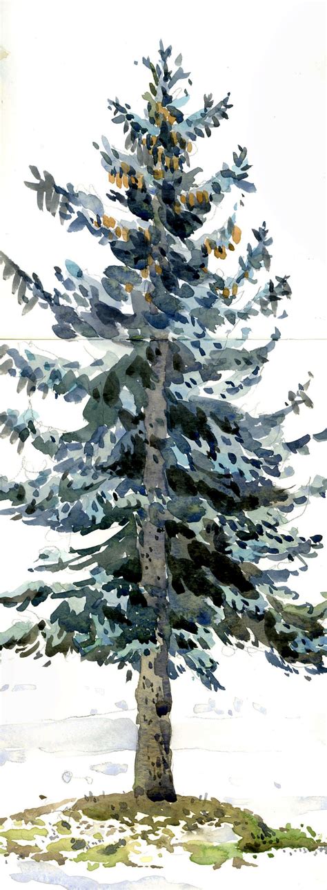 Blue Spruce The Sketchbook