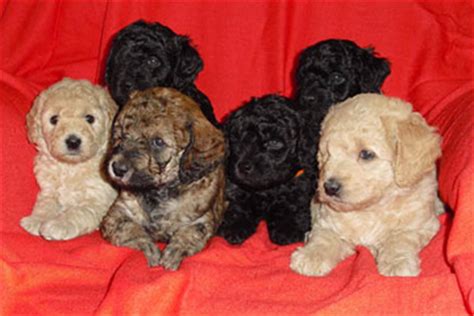 Mini goldendoodles have become a very popular pet and we have a litter available now. Galena Goldendoodle - Our Puppies