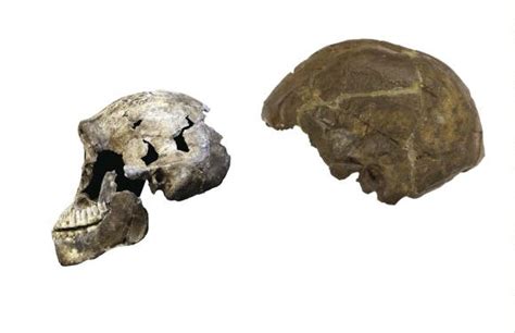 Amazing New Homo Naledi Discoveries Humans Were Likely Not Alone In