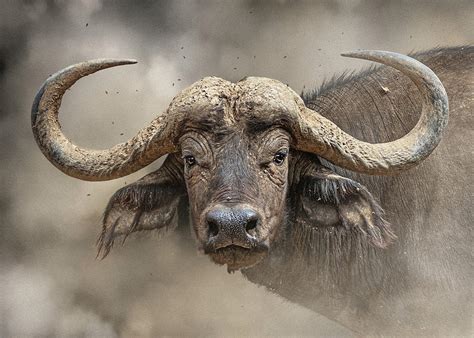 African Cape Buffalo Closeup Photograph By Good Focused Fine Art America