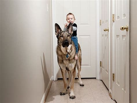 Small Kids Are Safe With Big Dogs 22 Pics
