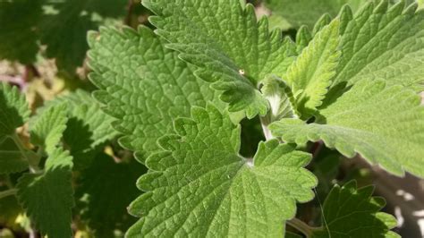 25 Great Reasons To Grow A Catnip Plant Today Garden And Happy