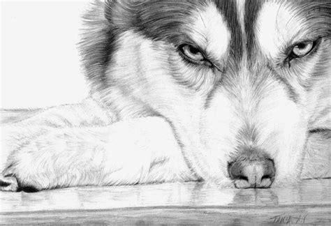 Siberian Husky Husky Drawing Animal Drawings Painted Rock Animals