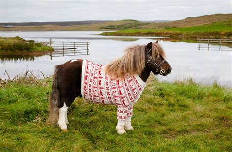975 shetland pony 3d models. shetland pony ........wearing a jumper