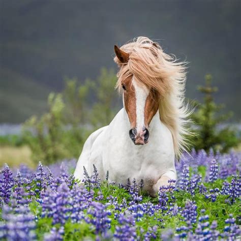 Horse Running By Lupines Purebred Icelandic Horse In The Summertime