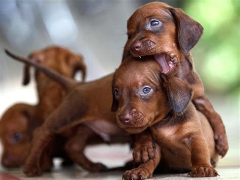 25 Tiny Dachshund Puppies Pic Bleumoonproductions