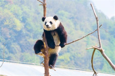 Where To See Pandas In China As It Plans For A Giant Panda National Park Lonely Planet