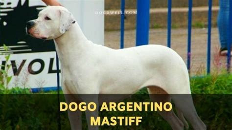 Dogo Argentino Mastiff Facts Looks Traits Health Dogdwell