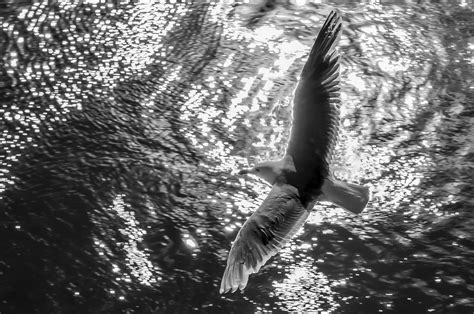 Soaring Gull From Above Pentax User Photo Gallery