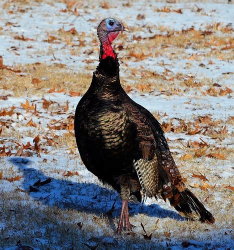 Maryland Winter Turkey Season Opens Jan 18