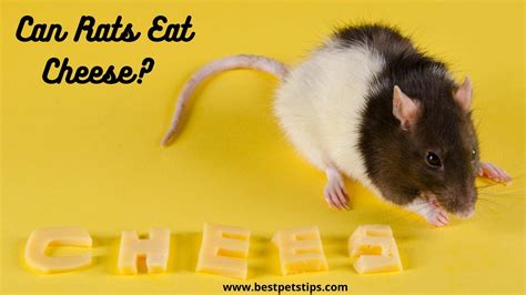 Can Rats Eat Cheese All You Need To Know