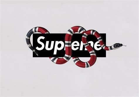 Gucci Supreme Background Supreme Gucci Snake Wallpapers Top Free