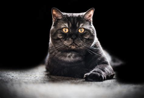 Throughout history, black cats have been associated with myths and superstition. What Do You Know About Black Smoke Tabby Cat?