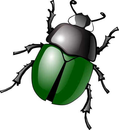 Beetle Clipart Vector Beetle Vector Transparent Free For Download On