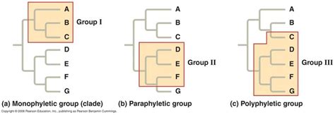 Identifying Members Of A Clade Cladistics