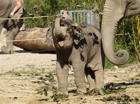 Der zoo berlin bietet auf 33 hektar etwa 1.200 verschiedene tierarten und gilt als einer der. Zoologischer Garten Berlin - zoogl.de