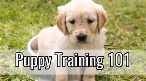 Puppy Training 101 Potty Training Crate Training And More Faqs