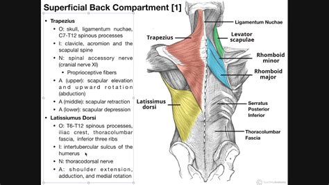 Back Muscles Anatomy Muscles Of The Back Teachmeanatomy Included Images