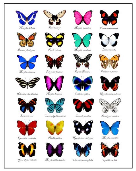 Butterfly Chart 3 Etsy