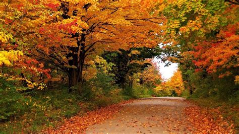 Bright Autumn Road Hd Wallpaper Background Image 1920x1080 Id