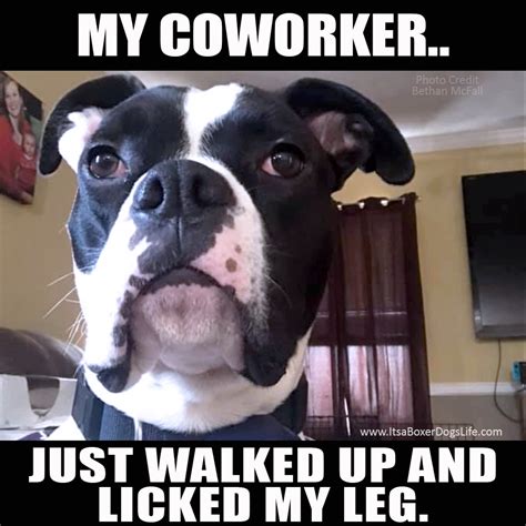 Funny Boxer Dog Memes Working From Home Jobs Edition Itsaboxerdogslife