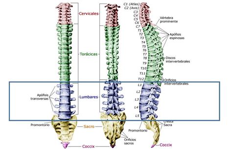 Anatomía De La Columna Lumbar Dolopedia