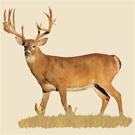 Whitetail Buck Indoor Wall Graphic Broadside View With Sticker Point On Left Antler 221148