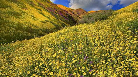 Wildflowers On Hillsides Hills Flowers Gorge Clouds Hd Wallpaper