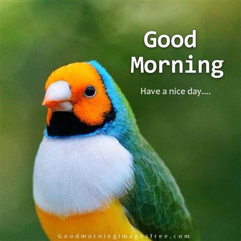 Best Good Morning Birds Images Wishes Quotes Status