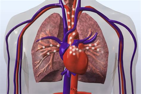 How The Main Pulmonary Artery Delivers Blood To The Lungs