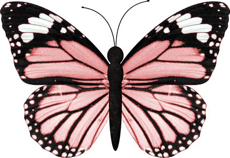 I upload pdf file with a link to the google drive. Ch - B * * - Black And Orange Butterfly Wing Clipart ...