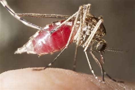 Ways To Stop Mosquito Bites From Itching