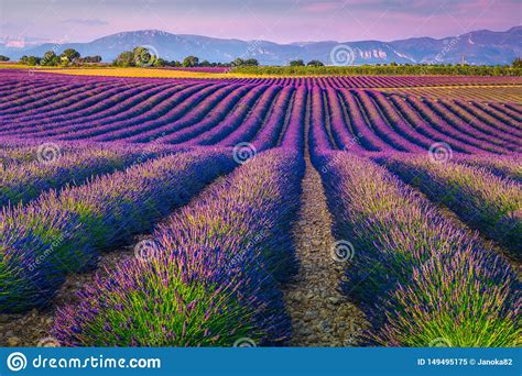 Beautiful Purple Lavender Fields In Provence Region Valensole France