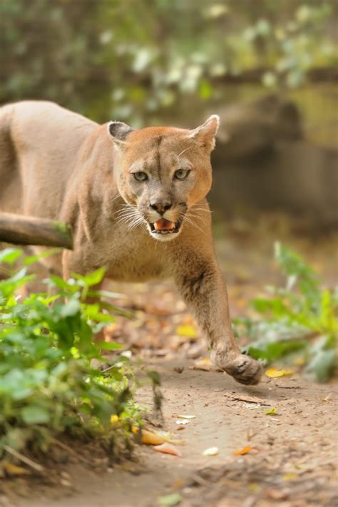 How To Survive A Cougar Attack 5 Important Safety Tips