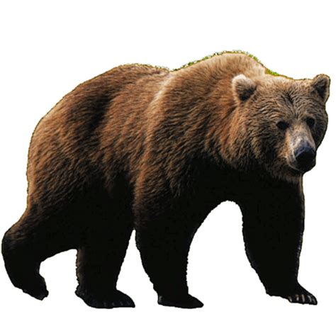 Bear PNG Image - PurePNG | Free transparent CC0 PNG Image Library png image