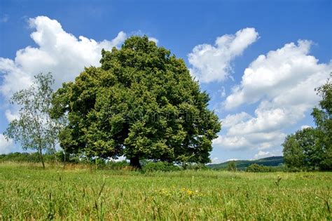 Single Tree In Countryside Stock Image Image Of Outdoor 119413997