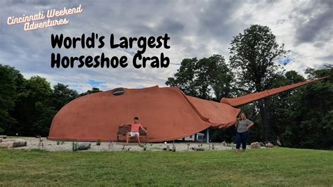 Worlds Largest Horseshoe Crab A Look Inside Youtube