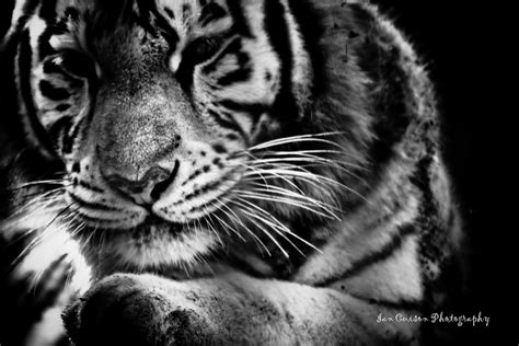 Black White White Tiger A Black And White Portrait Flickr