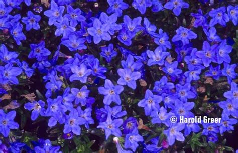 As well as shades of violet and lilac, there are plenty more purple baby 20) tyrian (phoenician): Lithodora deep purple blue ground cover... | Flowers ...