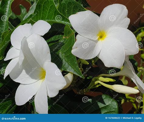 White Kalachuchi Flower In Bohol Philippines Stock Photo Image Of