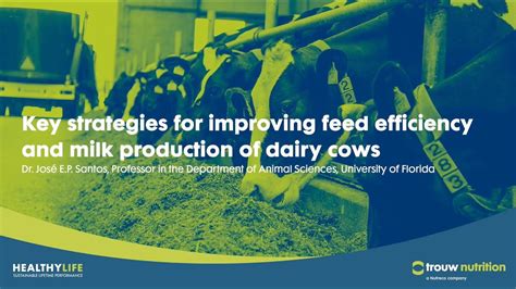 Key Strategies For Improving Feed Efficiency And Milk Production Of